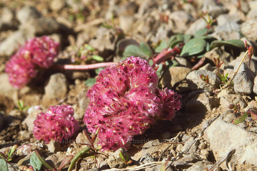 pussy-paws (Calyptridium umbellatum (Cistanthe umbellata)) [Wildhorse Lake Trail, Steens Mountain, Harney County, Oregon]