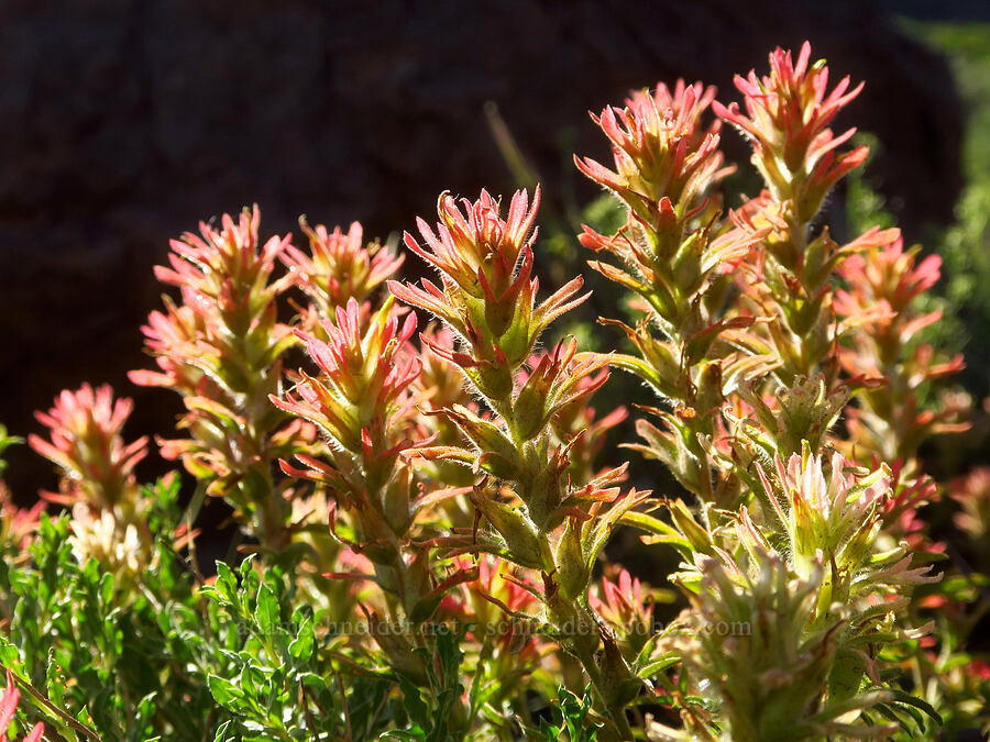 wavy-leaf paintbrush (Castilleja applegatei var. pinetorum) [Wildhorse Lake Trail, Steens Mountain, Harney County, Oregon]