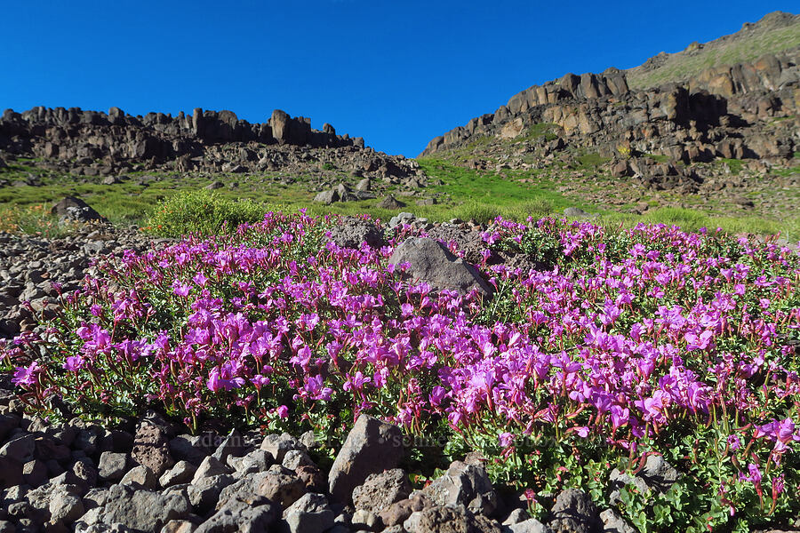 rock-fringe willow-herb (Epilobium obcordatum) [Wildhorse Lake Trail, Steens Mountain, Harney County, Oregon]