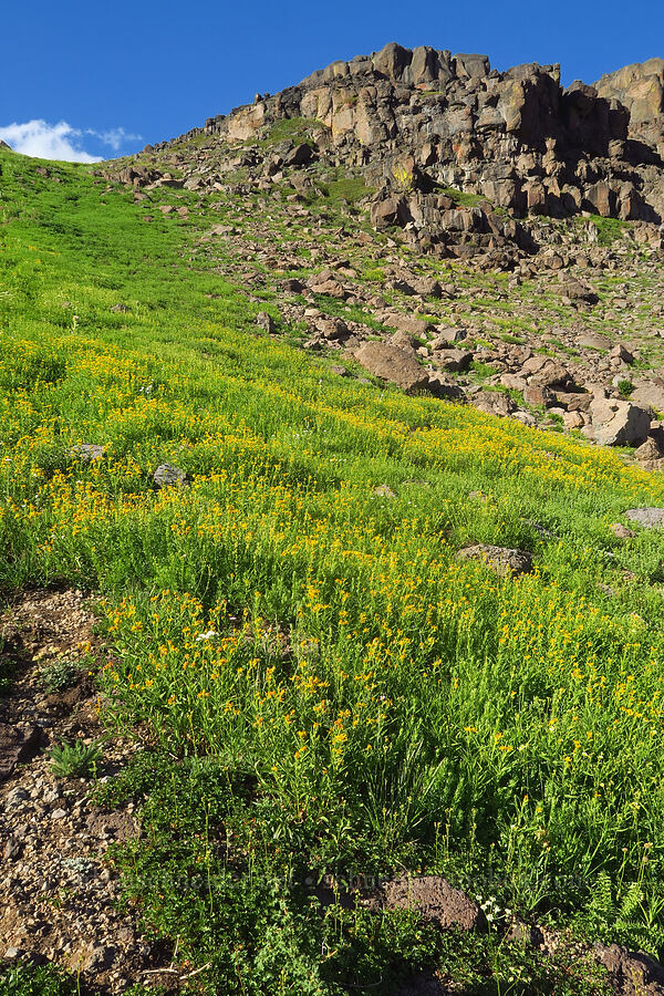long-leaf arnica (Arnica longifolia) [Wildhorse Lake Trail, Steens Mountain, Harney County, Oregon]