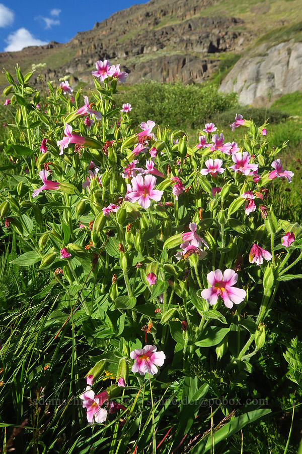 pale Lewis' monkeyflower (Erythranthe lewisii (Mimulus lewisii)) [Wildhorse Lake Trail, Steens Mountain, Harney County, Oregon]