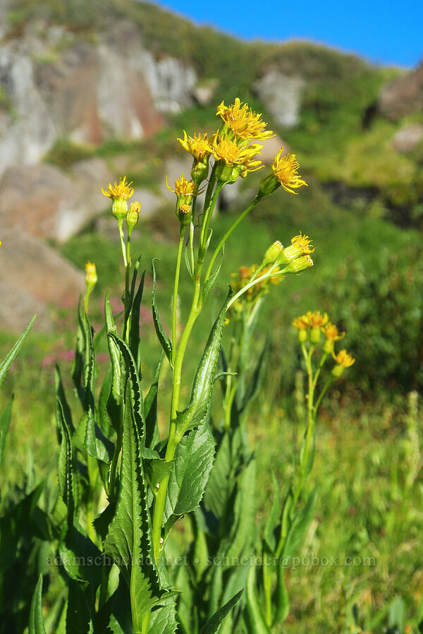 arrow-leaf groundsel (Senecio triangularis) [Wildhorse Lake Trail, Steens Mountain, Harney County, Oregon]