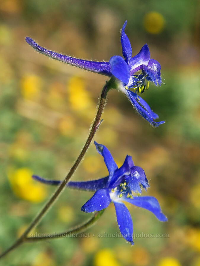 slim larkspur (Delphinium depauperatum) [Wildhorse Lake Trail, Steens Mountain, Harney County, Oregon]