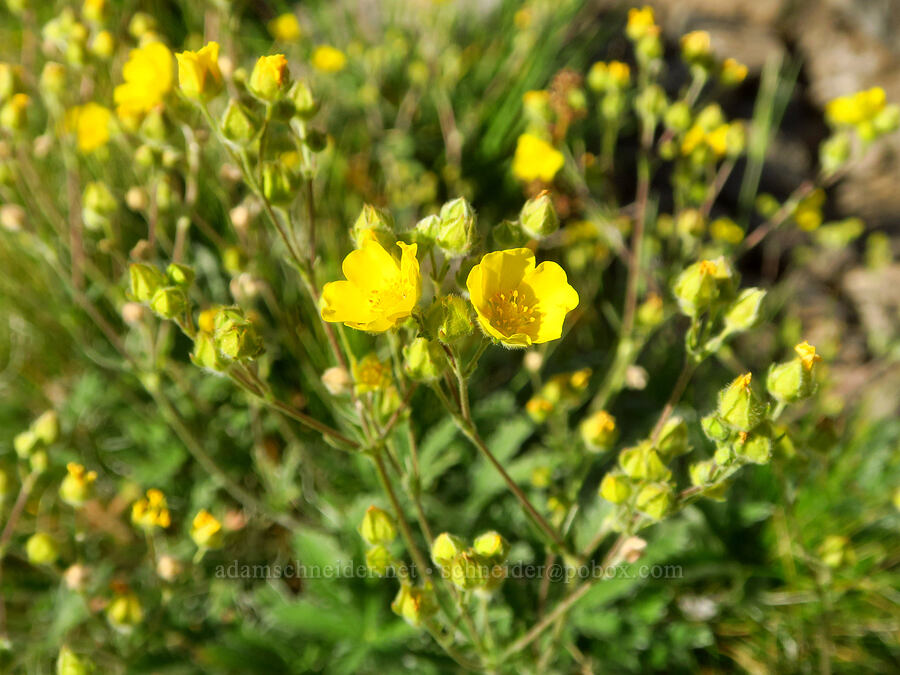 Owyhee cinquefoil (Potentilla gracilis var. owyheensis) [Wildhorse Lake Trail, Steens Mountain, Harney County, Oregon]