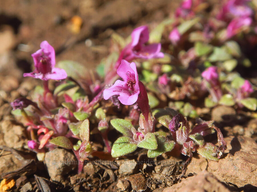 dwarf purple monkeyflower (Diplacus nanus (Mimulus nanus)) [Wildhorse Lake Trail, Steens Mountain, Harney County, Oregon]