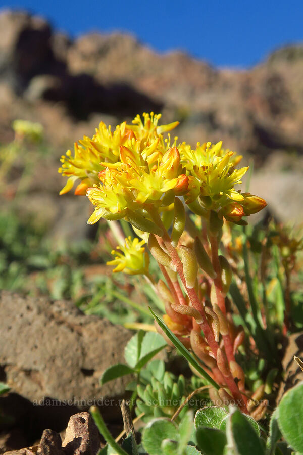 lance-leaf stonecrop (Sedum lanceolatum) [Wildhorse Lake Trail, Steens Mountain, Harney County, Oregon]