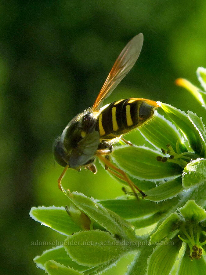 pond fly on green corn lily (Sericomyia chalcopyga, Veratrum viride var. eschscholtzianum (Veratrum eschscholtzii)) [Winchester Mountain Trail, Mt. Baker Wilderness, Whatcom County, Washington]