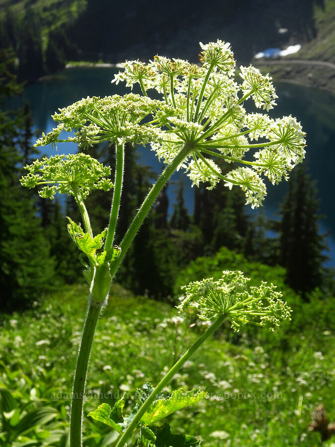 cow parsnip (Heracleum maximum) [Winchester Mountain Trail, Mt. Baker Wilderness, Whatcom County, Washington]