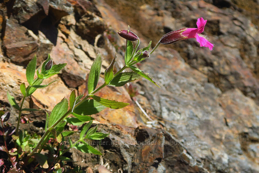 Lewis' monkeyflower on a rocky slope (Erythranthe lewisii (Mimulus lewisii)) [Winchester Mountain Trail, Mt. Baker Wilderness, Whatcom County, Washington]