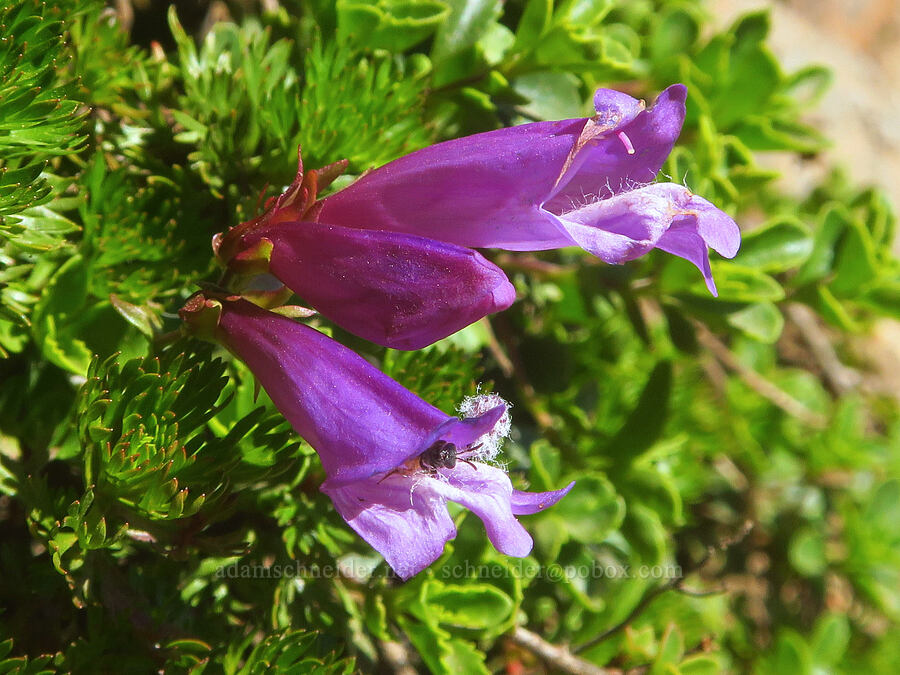 Davidson's penstemon (Penstemon davidsonii) [Winchester Mountain Trail, Mt. Baker Wilderness, Whatcom County, Washington]