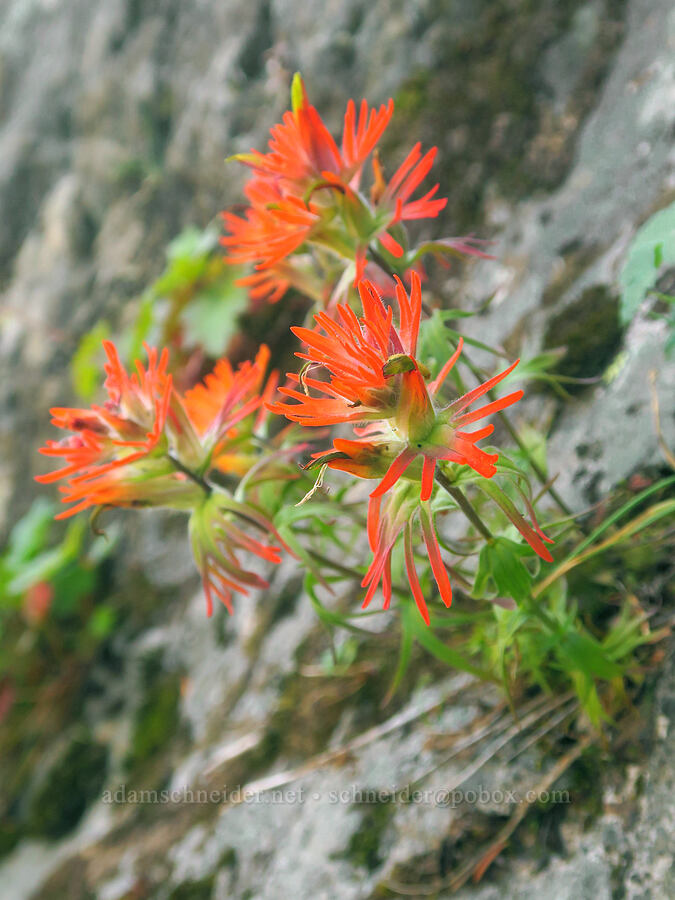 cliff paintbrush (Castilleja rupicola) [Winchester Mountain Trail, Mt. Baker Wilderness, Whatcom County, Washington]