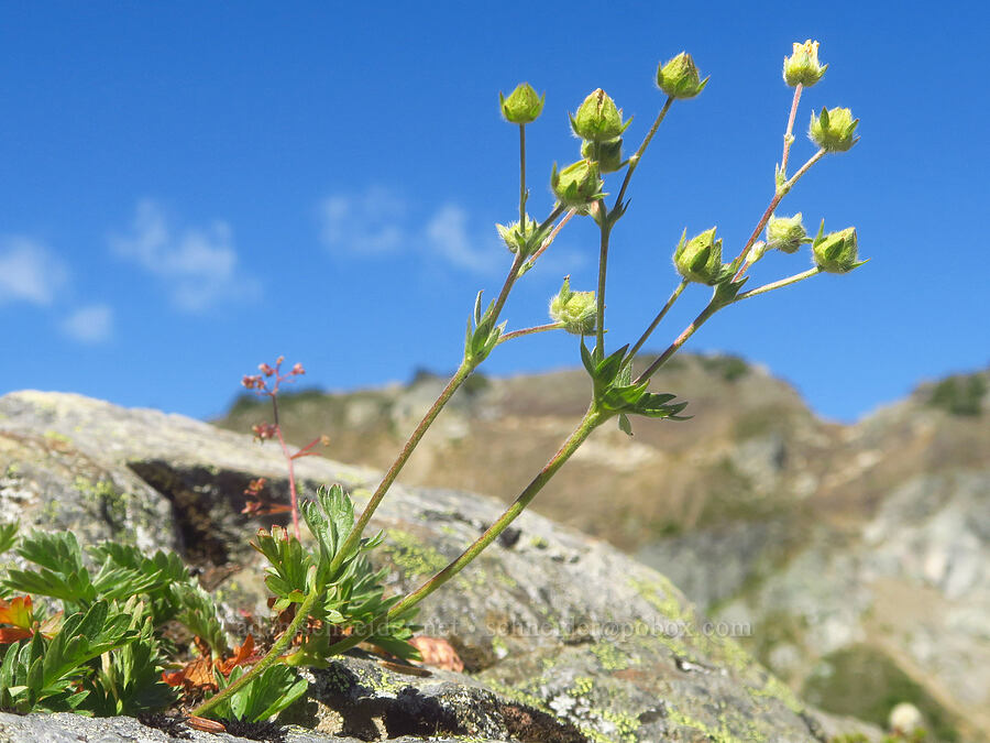 Drummond's cinquefoil, going to seed (Potentilla drummondii) [Winchester Mountain Trail, Mt. Baker Wilderness, Whatcom County, Washington]