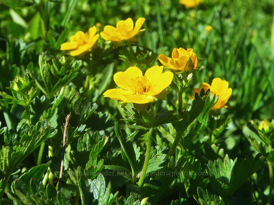 fan-leaf cinquefoil (Potentilla flabellifolia) [Winchester Mountain Trail, Mt. Baker Wilderness, Whatcom County, Washington]