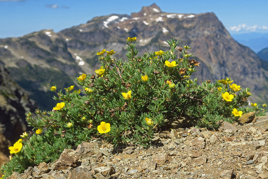 shrubby cinquefoil (Dasiphora fruticosa (Potentilla fruticosa)) [Winchester Mountain, Mt. Baker Wilderness, Whatcom County, Washington]