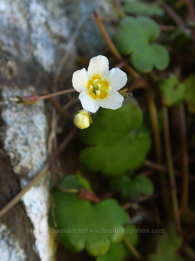 Sitka mist-maiden (Romanzoffia sitchensis) [Winchester Mountain, Mt. Baker Wilderness, Whatcom County, Washington]