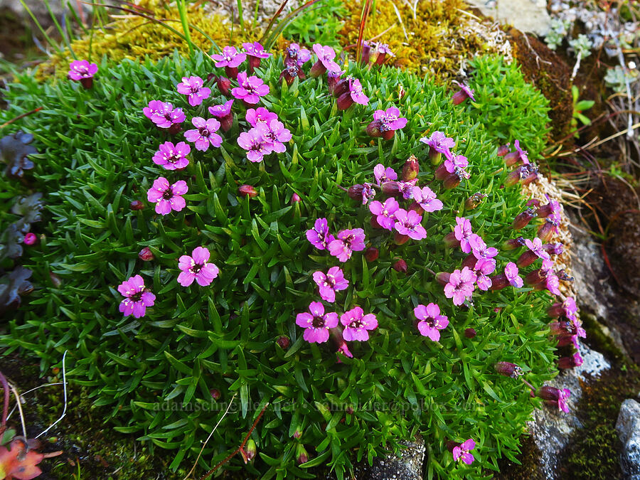moss campion (Silene acaulis) [Winchester Mountain, Mt. Baker Wilderness, Whatcom County, Washington]