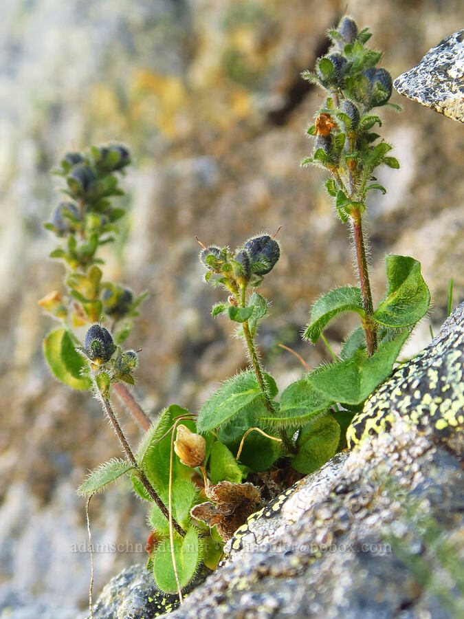alpine speedwell, going to seed (Veronica wormskjoldii) [Winchester Mountain, Mt. Baker Wilderness, Whatcom County, Washington]
