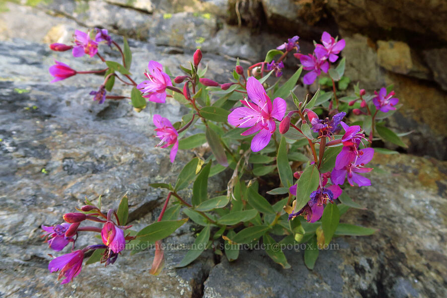 dwarf fireweed (Chamerion angustifolium (Epilobium angustifolium)) [Winchester Mountain, Mt. Baker Wilderness, Whatcom County, Washington]