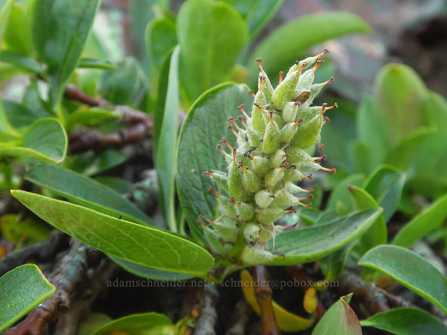 alpine willow (Salix petrophila) [Winchester Mountain, Mt. Baker Wilderness, Whatcom County, Washington]