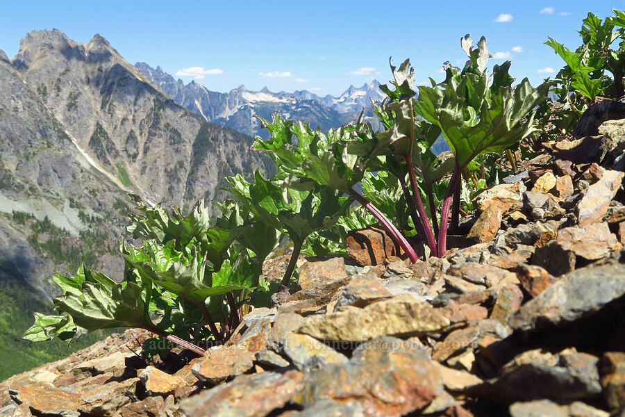 arctic colt's-foot leaves (Petasites frigidus var. frigidus) [Winchester Mountain, Mt. Baker Wilderness, Whatcom County, Washington]