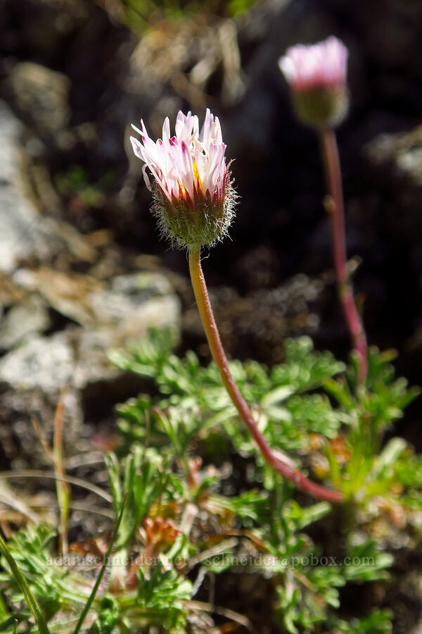 cut-leaf fleabane (Erigeron compositus) [Winchester Mountain, Mt. Baker Wilderness, Whatcom County, Washington]
