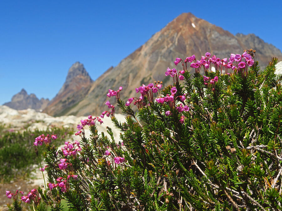 pink mountain heather (Phyllodoce empetriformis) [Winchester Mountain, Mt. Baker Wilderness, Whatcom County, Washington]