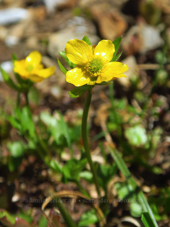 Eschscholtz's buttercup (Ranunculus eschscholtzii var. eschscholtzii) [Winchester Mountain, Mt. Baker Wilderness, Whatcom County, Washington]