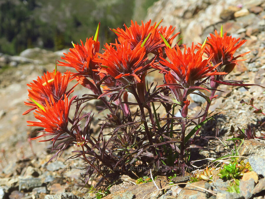 cliff paintbrush (Castilleja rupicola) [Winchester Mountain, Mt. Baker Wilderness, Whatcom County, Washington]
