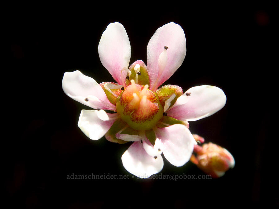 Tolmie's saxifrage with 7 petals (Micranthes tolmiei (Saxifraga tolmiei)) [Winchester Mountain, Mt. Baker Wilderness, Whatcom County, Washington]
