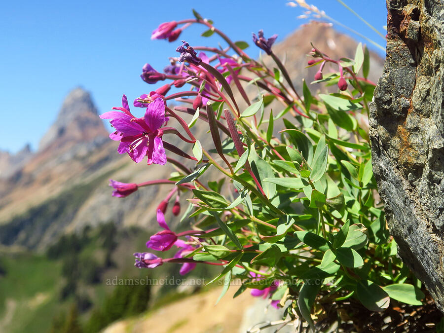 dwarf fireweed (Chamerion angustifolium (Epilobium angustifolium)) [Winchester Mountain, Mt. Baker Wilderness, Whatcom County, Washington]