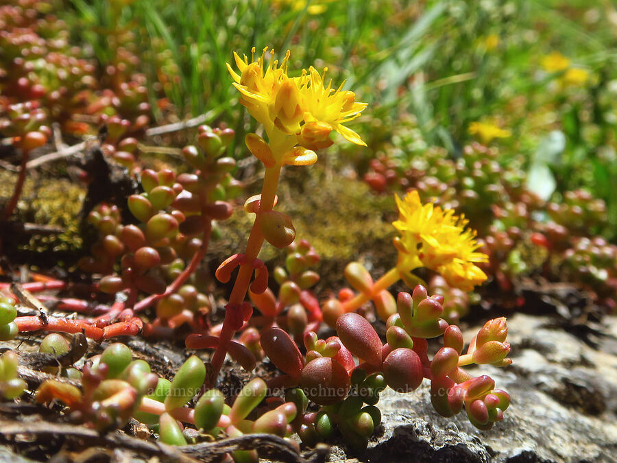 Cascade stonecrop (Sedum divergens) [Winchester Mountain, Mt. Baker Wilderness, Whatcom County, Washington]