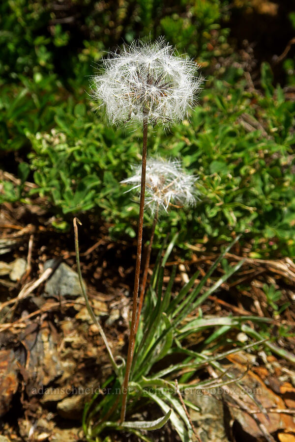 orange agoseris, gone to seed (Agoseris aurantiaca) [Winchester Mountain, Mt. Baker Wilderness, Whatcom County, Washington]