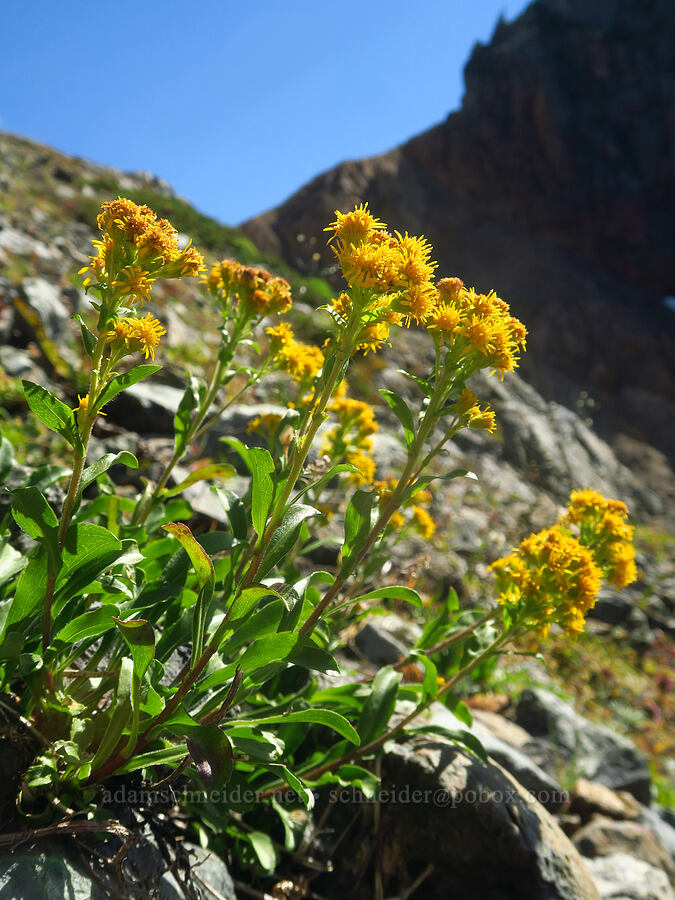 northern goldenrod (Solidago multiradiata) [Winchester Mountain, Mt. Baker Wilderness, Whatcom County, Washington]