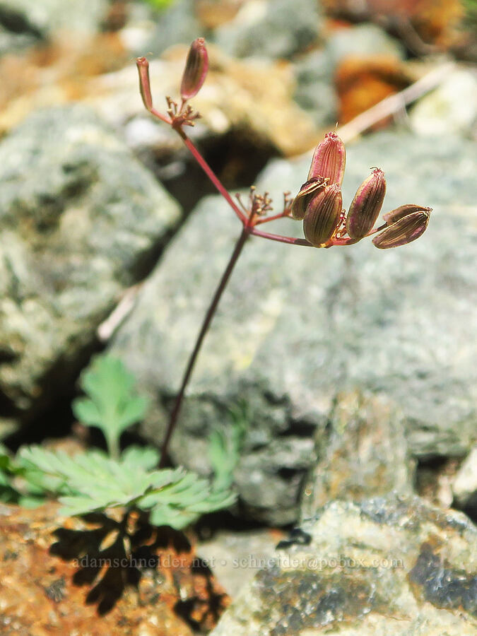 Cascade desert parsley, going to seed (Lomatium martindalei) [Winchester Mountain, Mt. Baker Wilderness, Whatcom County, Washington]