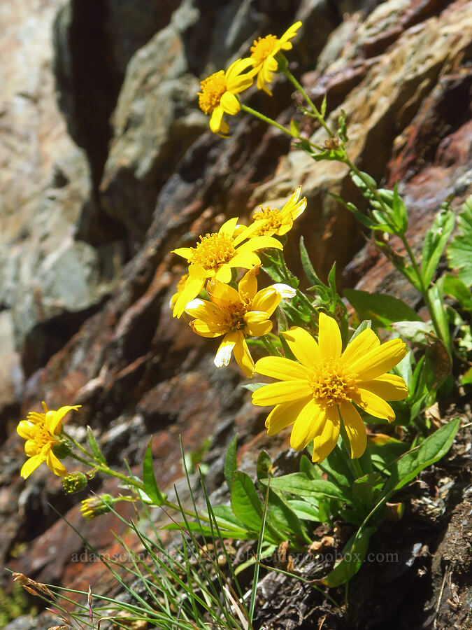 arnica (Arnica sp.) [Winchester Mountain, Mt. Baker Wilderness, Whatcom County, Washington]