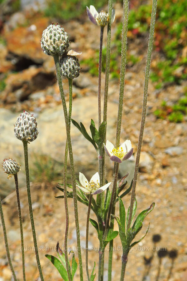 cut-leaf anemone (Anemone multifida) [Winchester Mountain, Mt. Baker Wilderness, Whatcom County, Washington]