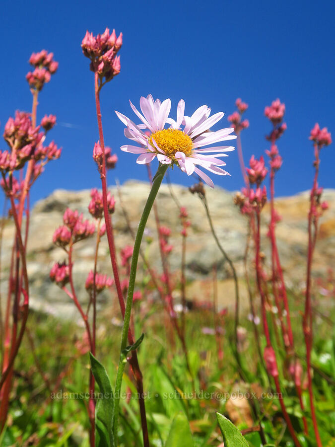 fleabane & leather-leaf saxifrage (Erigeron glacialis var. glacialis, Leptarrhena pyrolifolia (Saxifraga pyrolifolia)) [Winchester Mountain, Mt. Baker Wilderness, Whatcom County, Washington]