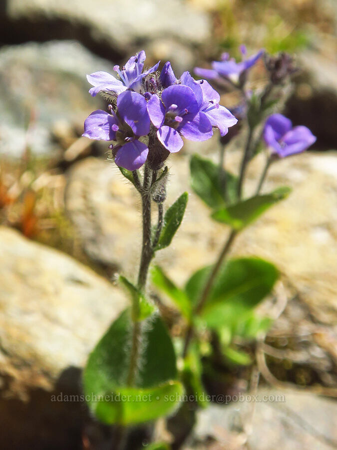 alpine speedwell (Veronica wormskjoldii) [Winchester Mountain, Mt. Baker Wilderness, Whatcom County, Washington]