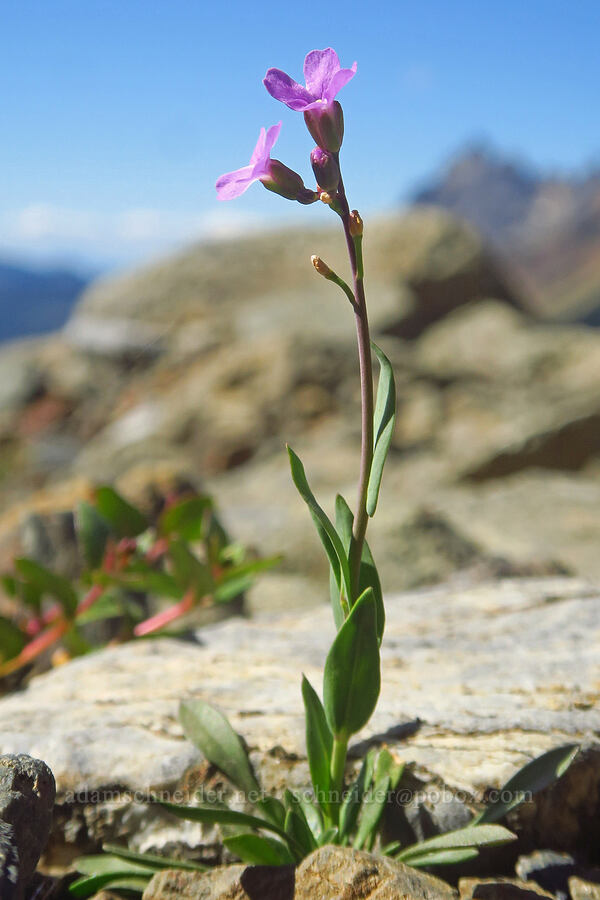 Lyall's rockcress (Boechera lyallii (Arabis lyallii)) [Winchester Mountain, Mt. Baker Wilderness, Whatcom County, Washington]