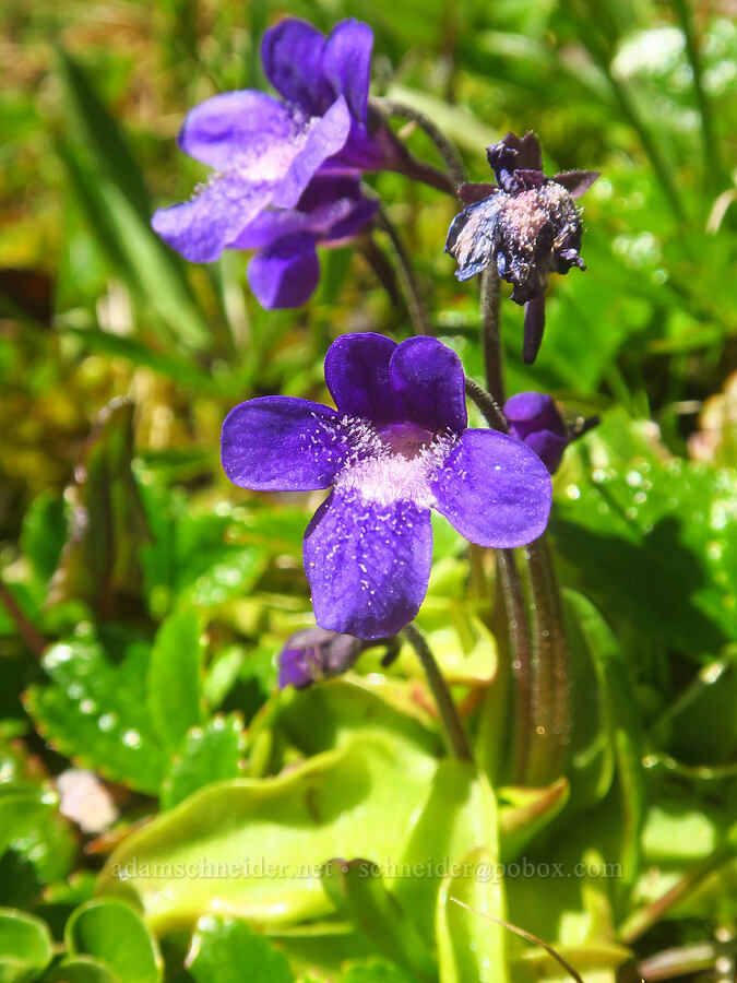butterwort (Pinguicula macroceras (Pinguicula vulgaris ssp. macroceras)) [Winchester Mountain, Mt. Baker Wilderness, Whatcom County, Washington]