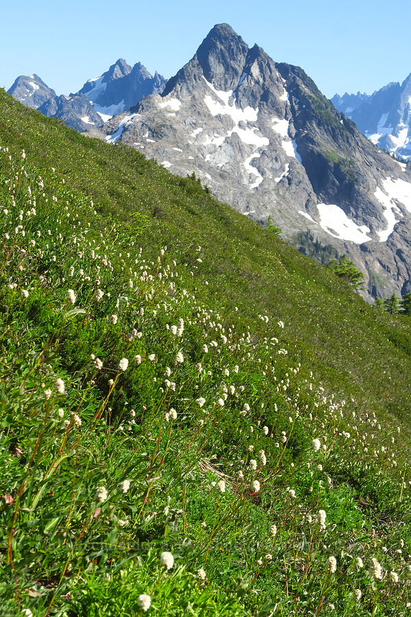 bistort, valerian, & Goat Mountain East (Bistorta bistortoides (Polygonum bistortoides), Valeriana sitchensis) [Winchester Mountain, Mt. Baker Wilderness, Whatcom County, Washington]