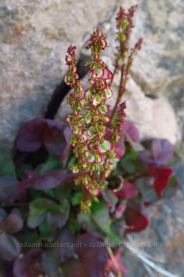 alpine sorrel (Oxyria digyna) [Mt. Baker Wilderness, Whatcom County, Washington]