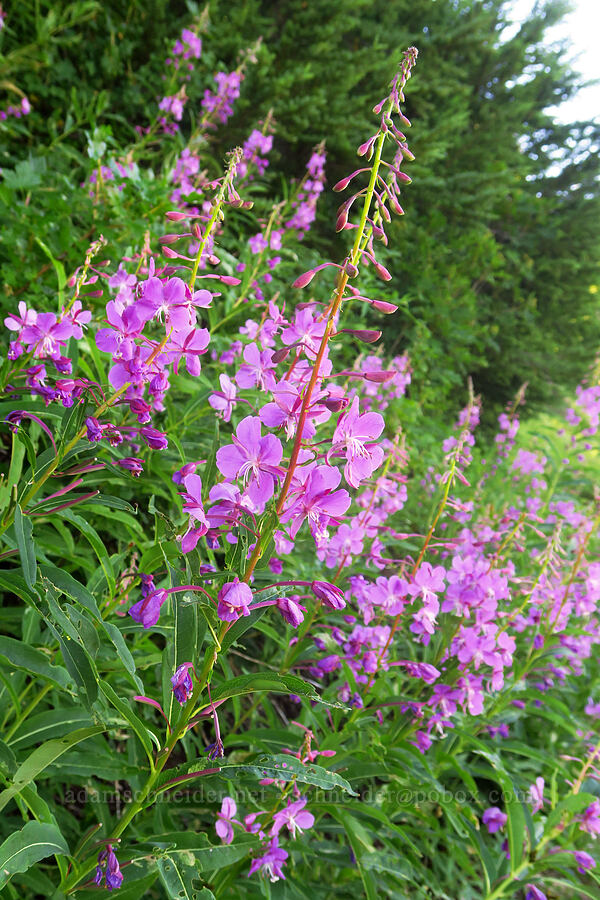 fireweed (Chamerion angustifolium (Epilobium angustifolium)) [Winchester Mountain Trail, Mt. Baker Wilderness, Whatcom County, Washington]