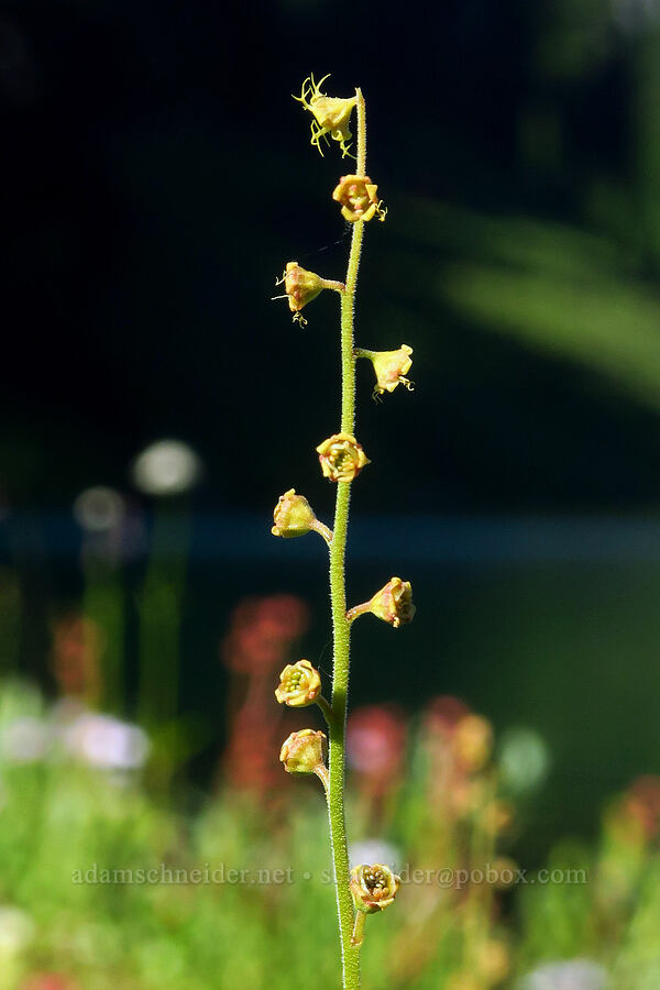 alpine mitrewort (Pectiantia pentandra (Mitella pentandra)) [Twin Lakes, Mt. Baker-Snoqualmie National Forest, Whatcom County, Washington]