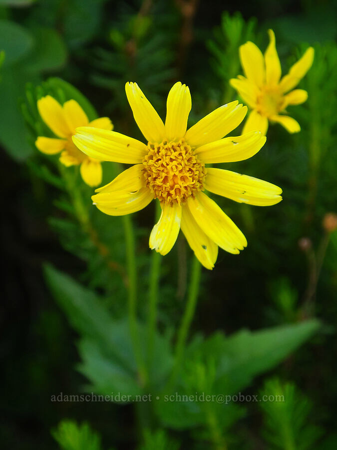 broad-leaf arnica (Arnica latifolia) [Twin Lakes, Mt. Baker-Snoqualmie National Forest, Whatcom County, Washington]