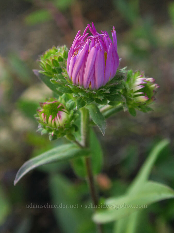leafy-bract aster (Symphyotrichum foliaceum (Aster foliaceus)) [Twin Lakes, Mt. Baker-Snoqualmie National Forest, Whatcom County, Washington]