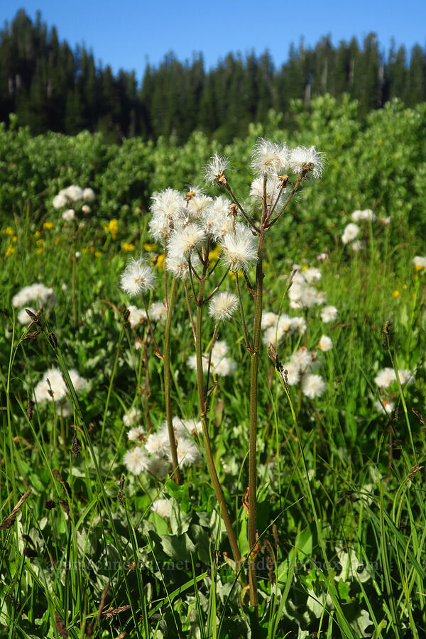 arctic colt's-foot, gone to seed (Petasites frigidus var. frigidus) [Twin Lakes, Mt. Baker-Snoqualmie National Forest, Whatcom County, Washington]