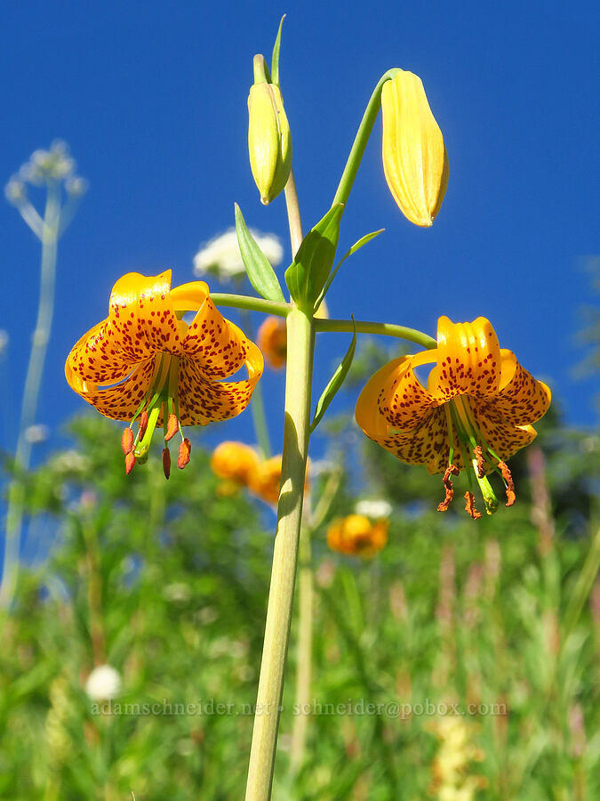 Columbia tiger lily (Lilium columbianum) [Forest Road 3065, Mt. Baker-Snoqualmie National Forest, Whatcom County, Washington]