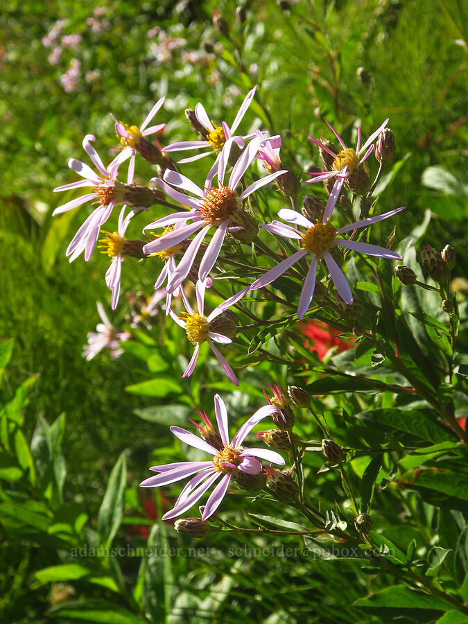 Engelmann's asters (Doellingeria engelmannii (Eucephalus engelmannii) (Aster engelmannii)) [Forest Road 3065, Mt. Baker-Snoqualmie National Forest, Whatcom County, Washington]