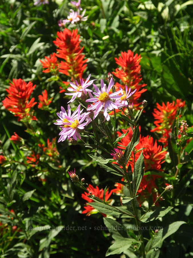 Engelmann's asters & scarlet paintbrush (Doellingeria engelmannii (Eucephalus engelmannii) (Aster engelmannii), Castilleja miniata) [Forest Road 3065, Mt. Baker-Snoqualmie National Forest, Whatcom County, Washington]